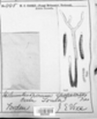 Helminthosporium rhopaloides image